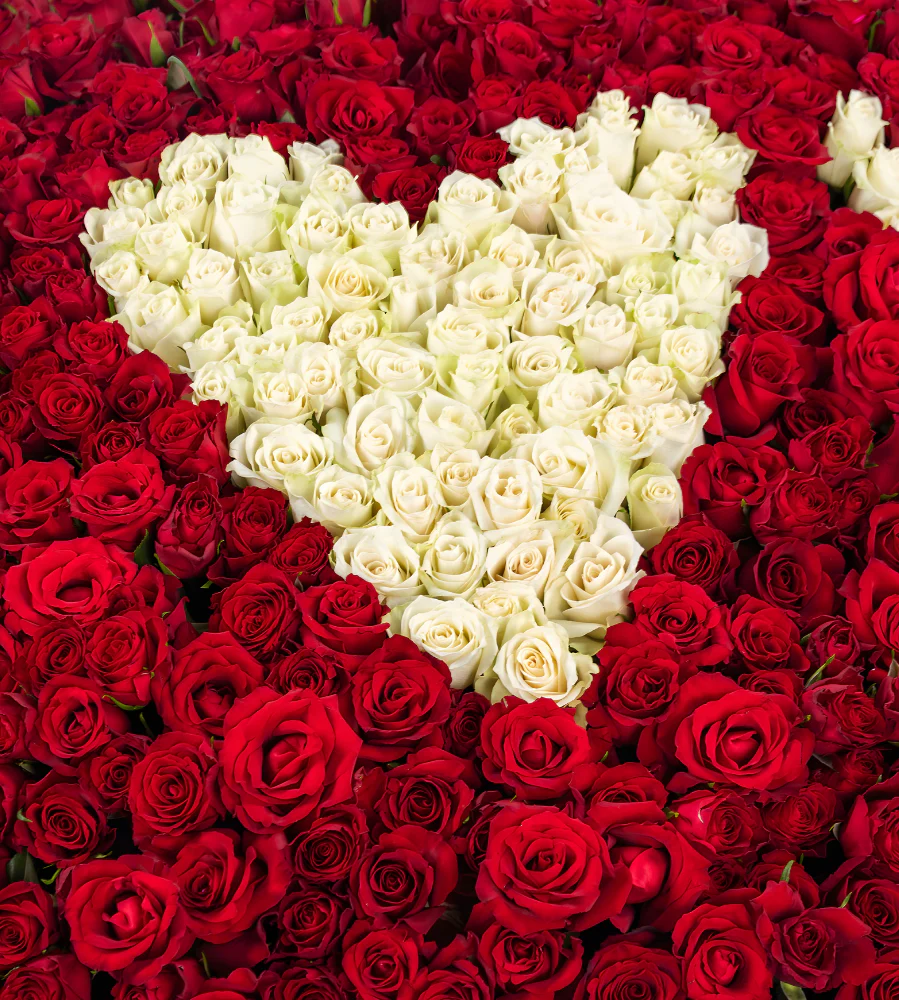 1000 Roses - I Love you - Image 2